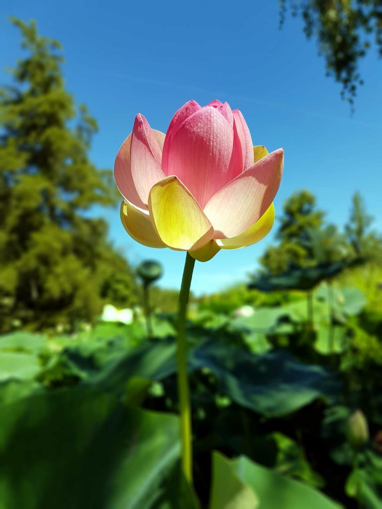 Isseyoga, cours de Yoga dans le Tarn / © Isabelle Collin
