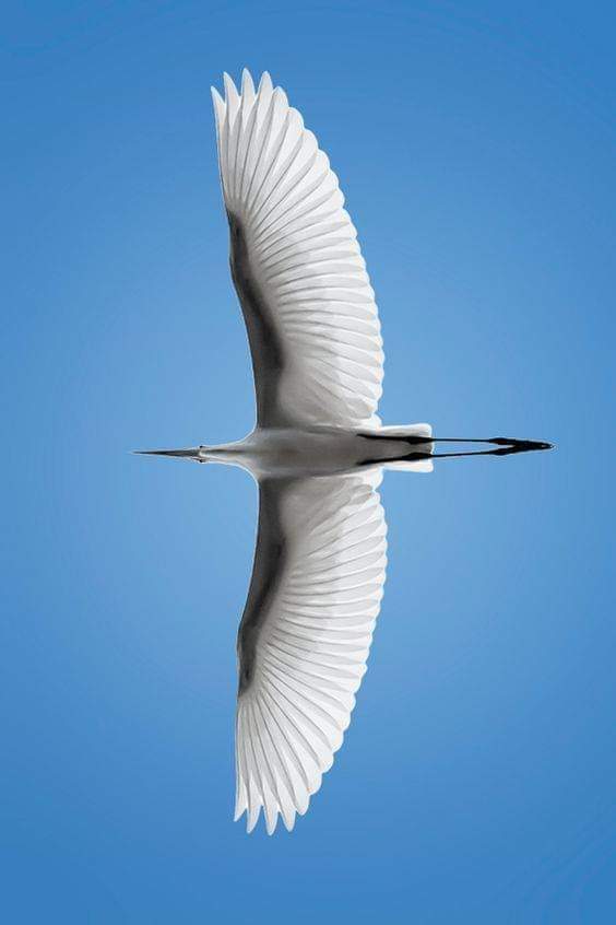 Oiseau déployant ses ailes - Bienfaits du Yoga Kundalini