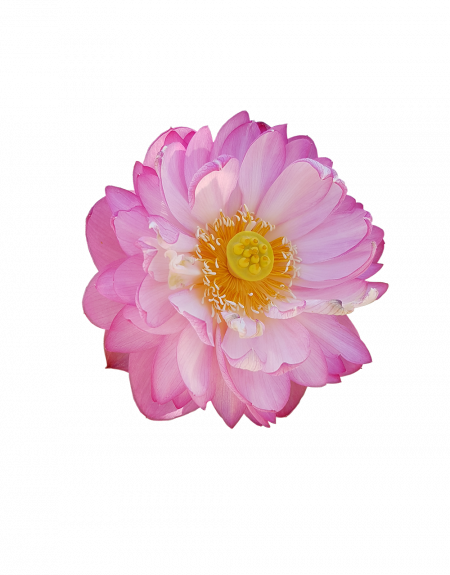 fleur_lotus